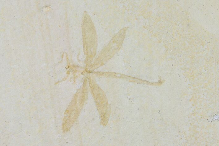 Fossil Dragonfly (Tharsophlebia) - Solnhofen Limestone #132723